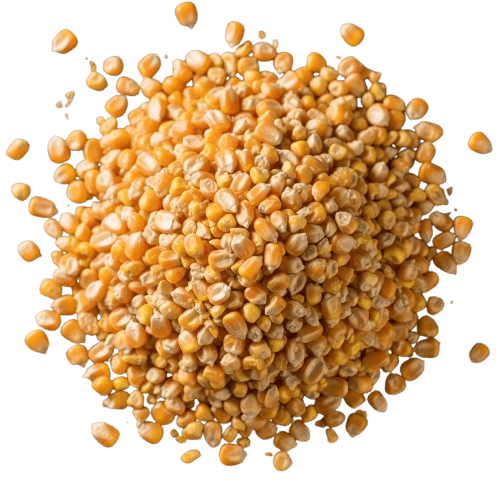 الذرة